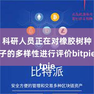 科研人员正在对橡胶树种子的多样性进行评价bitpie